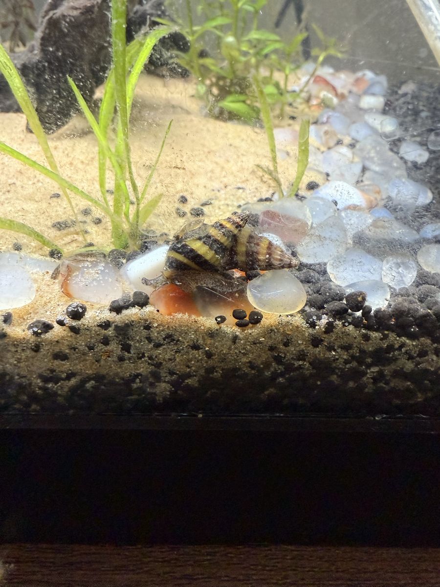 Free assassin snails and ghost shrimp