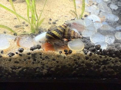 Free assassin snails and ghost shrimp