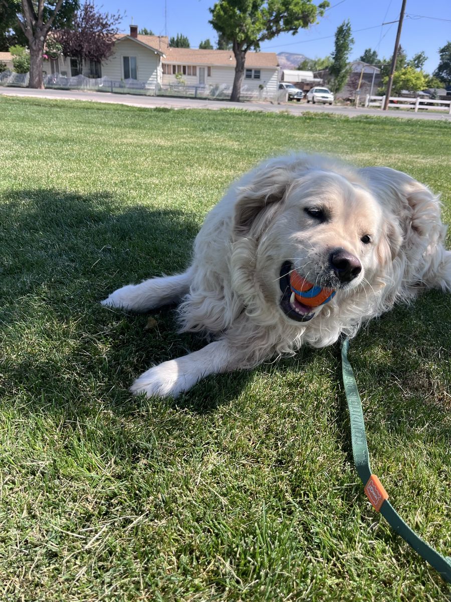 English crème retriever