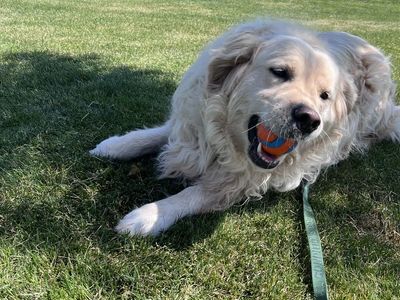 English crème retriever