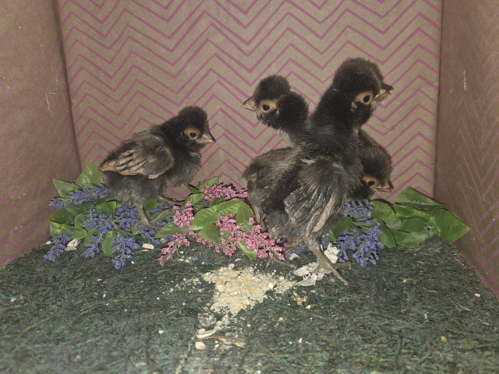 GOLD LACED POLISH CHICKS