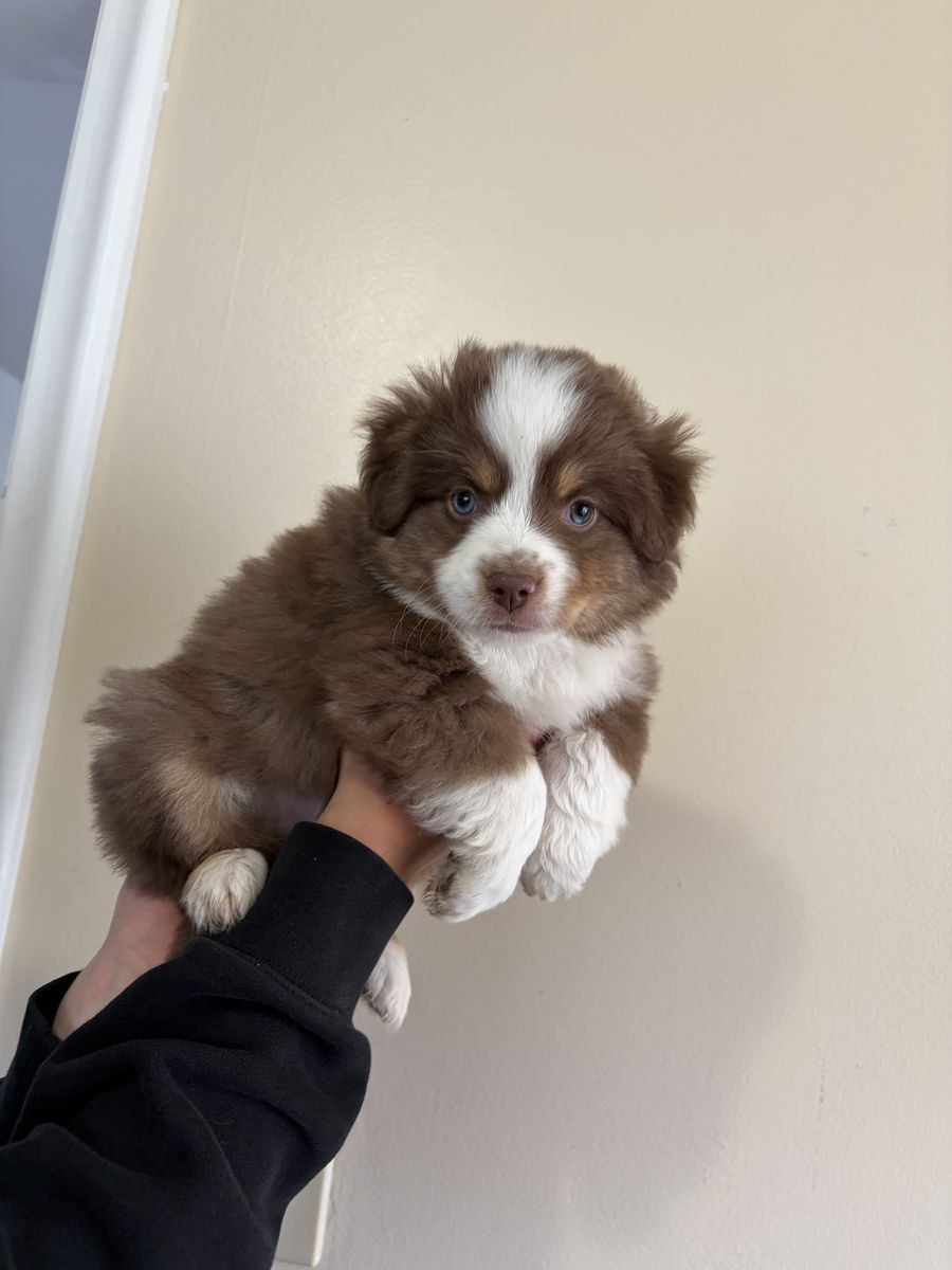 Pure bred mini aussie