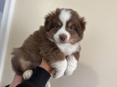 Pure bred mini aussie