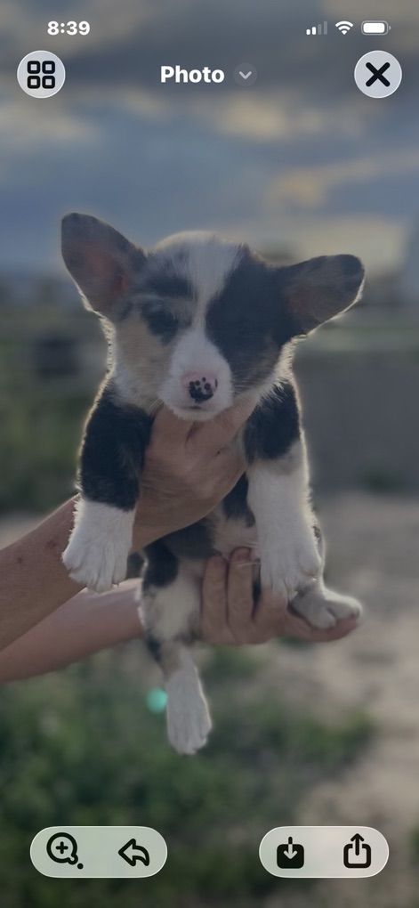 American Corgi Puppies