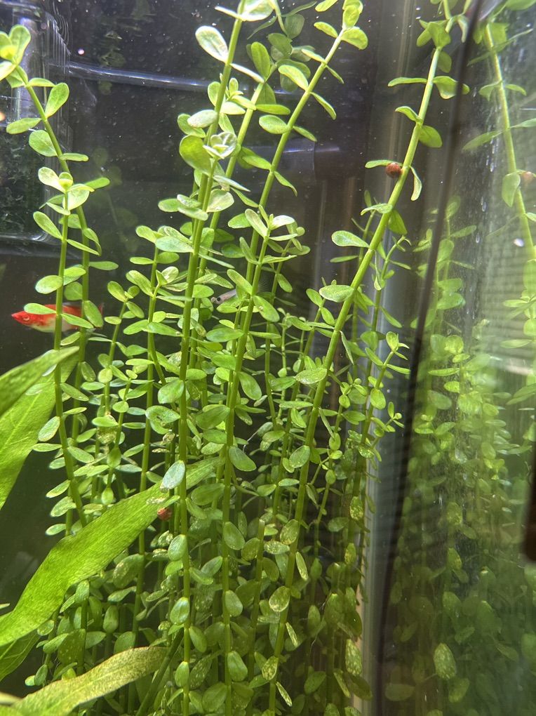 Moneywort ( Bacopa) Water Plant