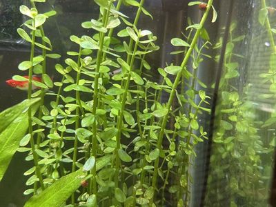 Moneywort ( Bacopa) Water Plant