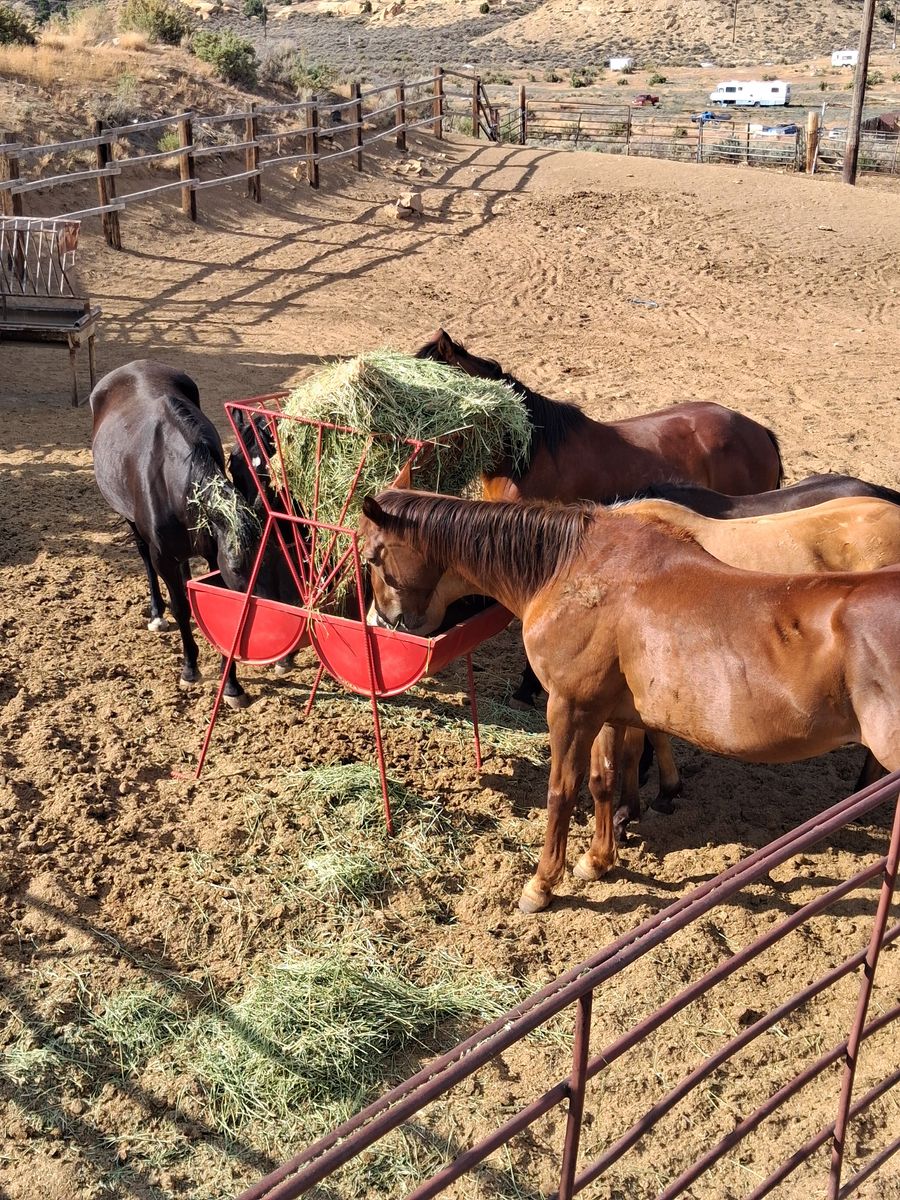 Horse Feeders