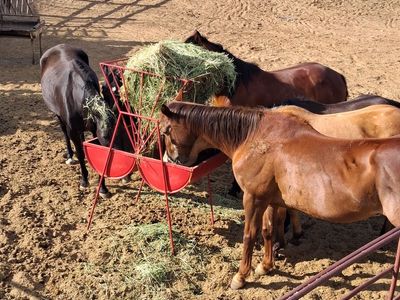 Horse Feeders