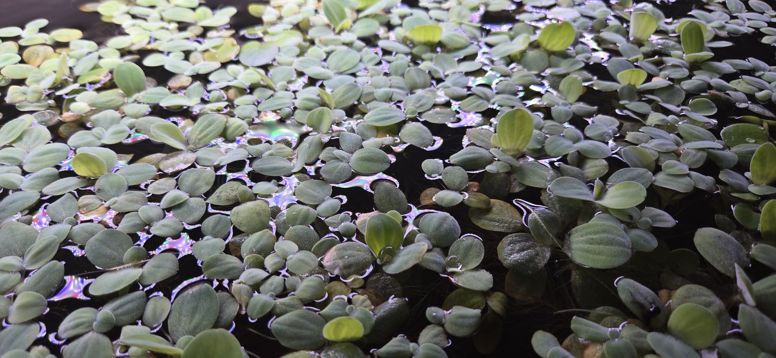 Dwarf Water Lettuce