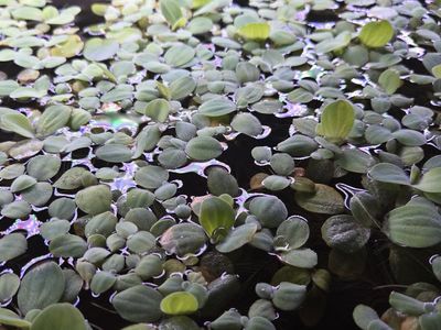 Dwarf Water Lettuce