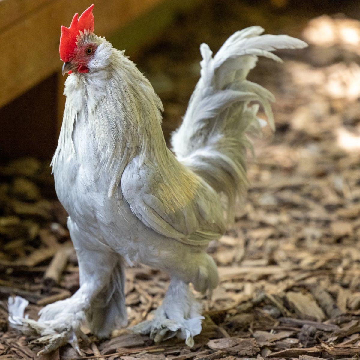 Belgian D’Uccle Rooster