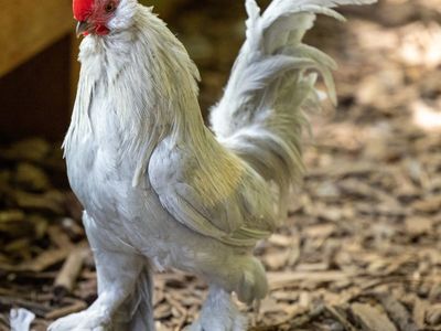 Belgian D’Uccle Rooster
