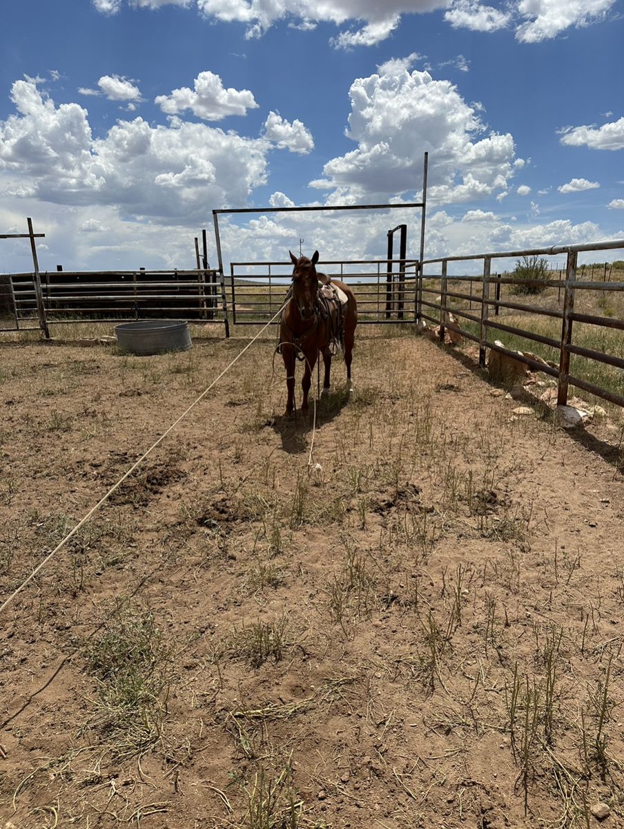 7 Yr Old Registered Head Horse