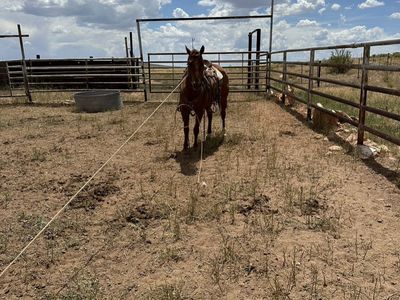 7 Yr Old Registered Head Horse
