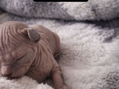 Sphynx Kittens
