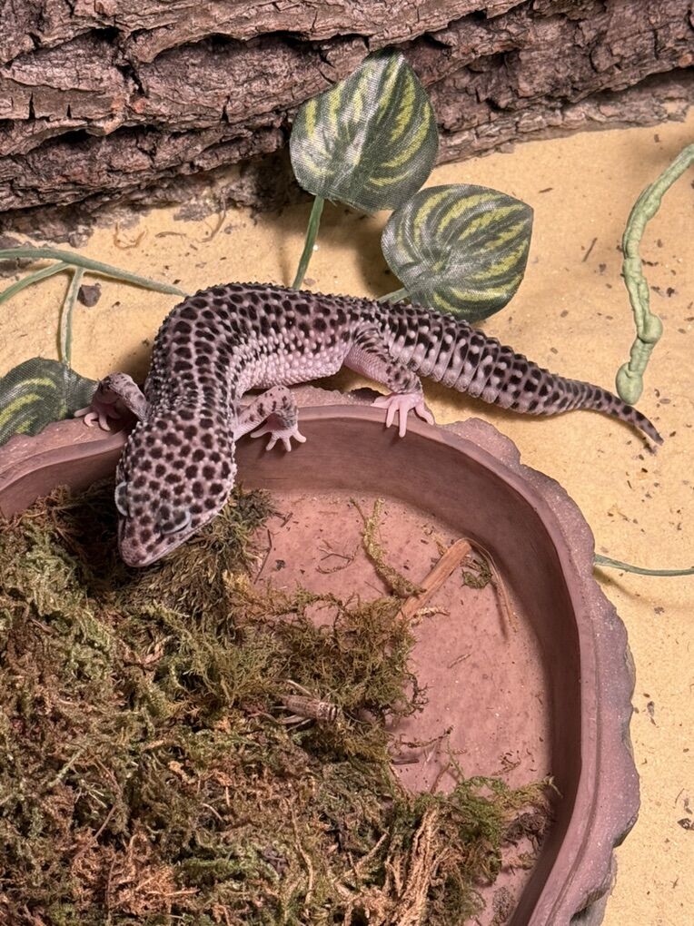 Leopard Gecko & Complete Setup!