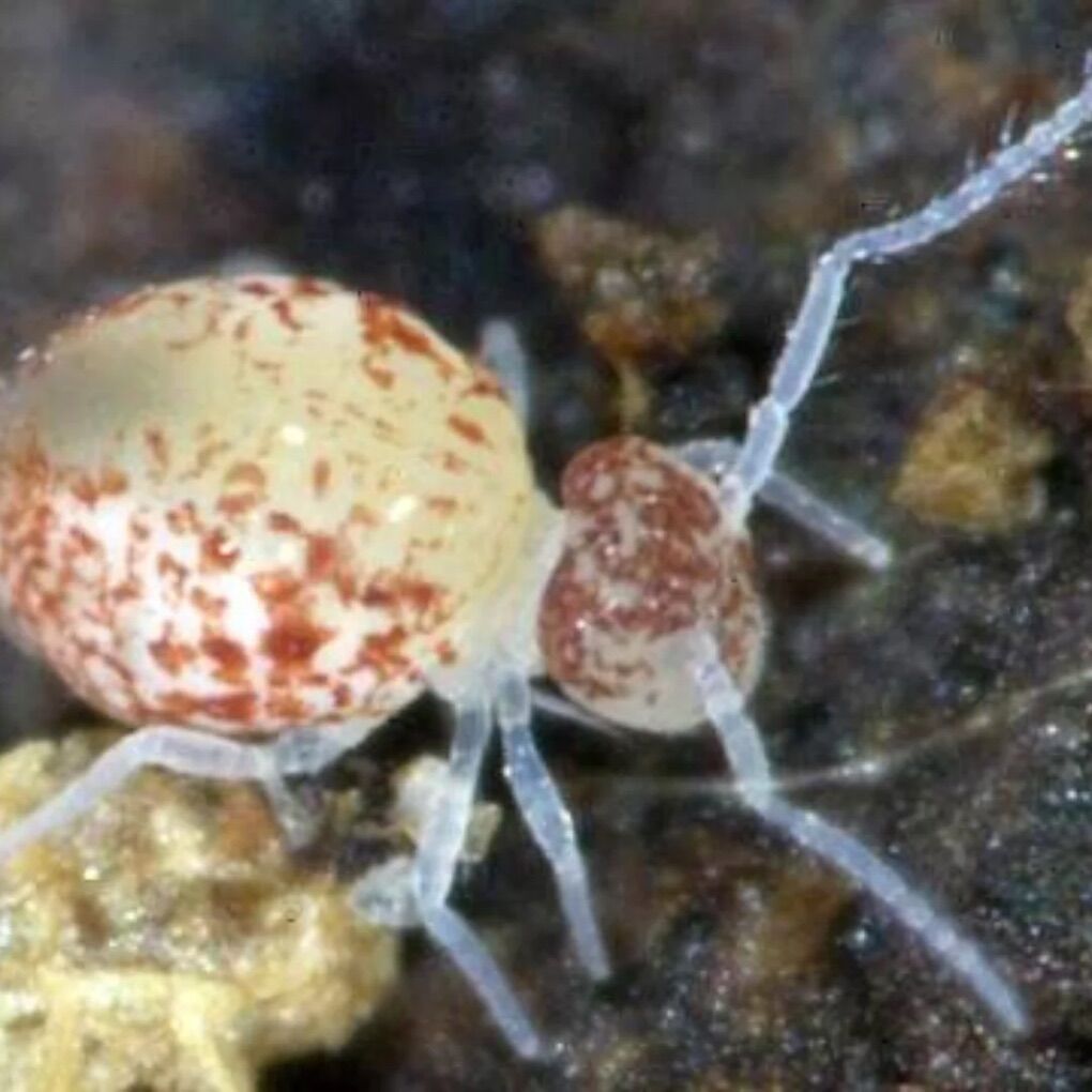 Globular caves Springtails  (Arrhopalites caecus)