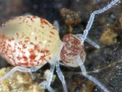 Globular caves Springtails (Arrhopalites caecus)