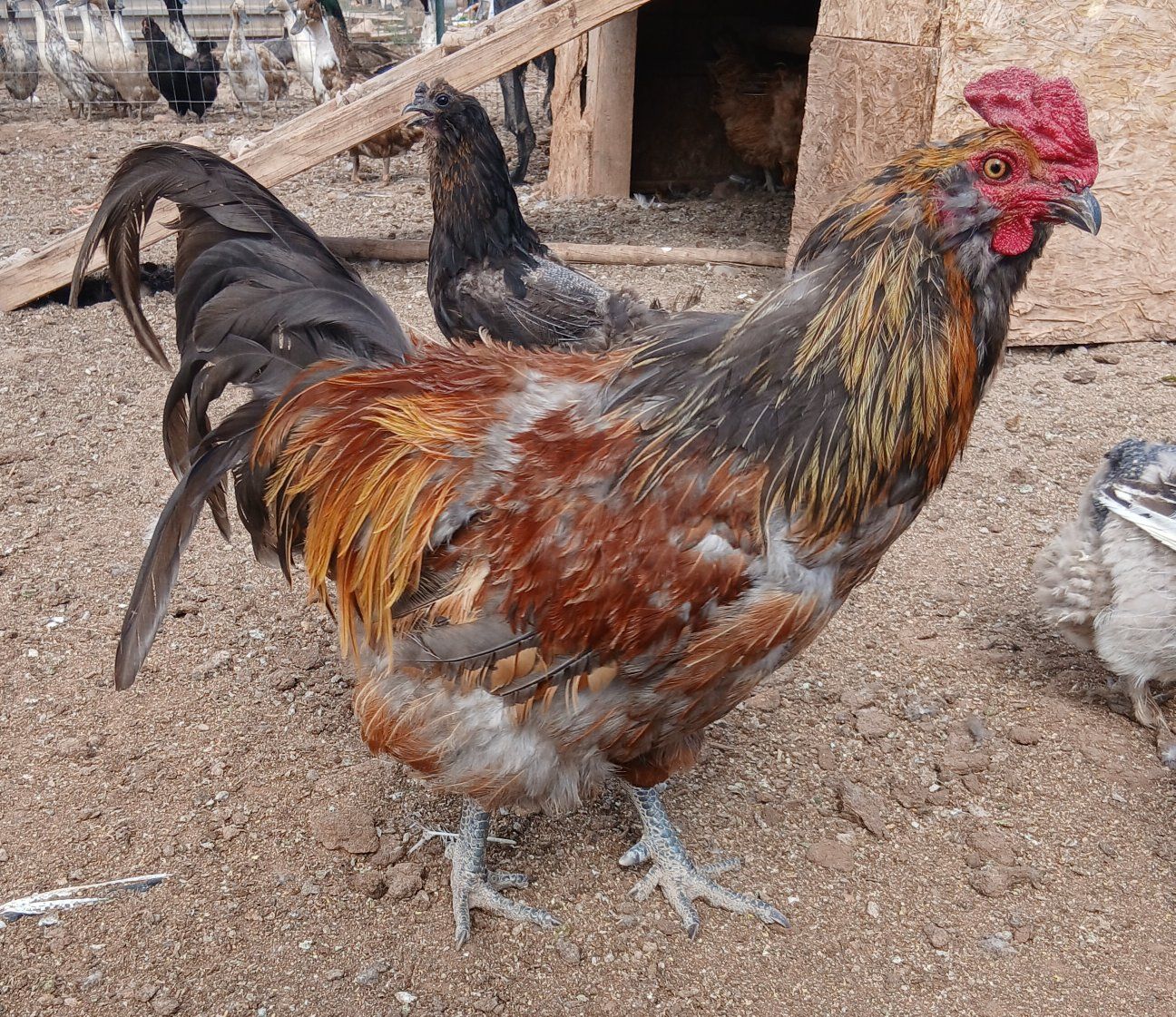 Male Ducks/ Drakes , Roosters and Old Hens
for Dinner /Meat or Breeding( except for hens)