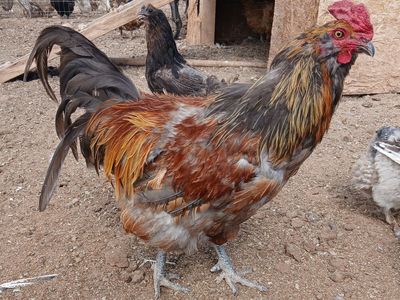 Male Ducks/ Drakes , Roosters and Old Hens
for Dinner /Meat or Breeding( except for hens)