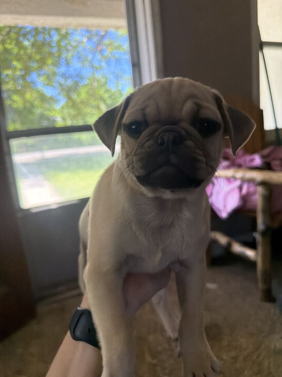 Pug puppys for sale!!!!