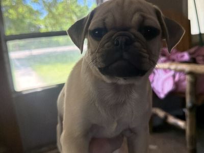 Pug puppys for sale!!!!