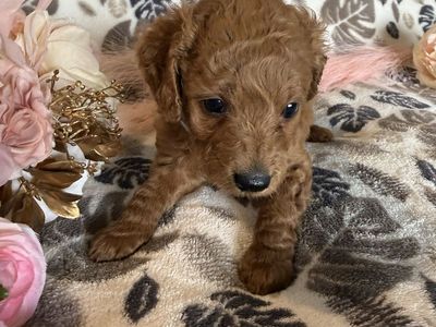 Mini Multigenerational Goldendoodle Puppies