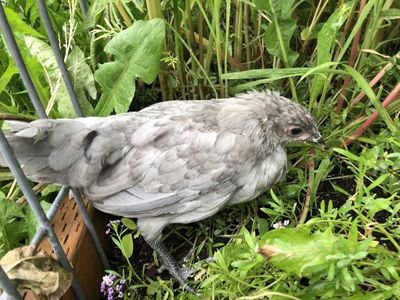 Silverudd's Blue Chicks - 8 weeks old