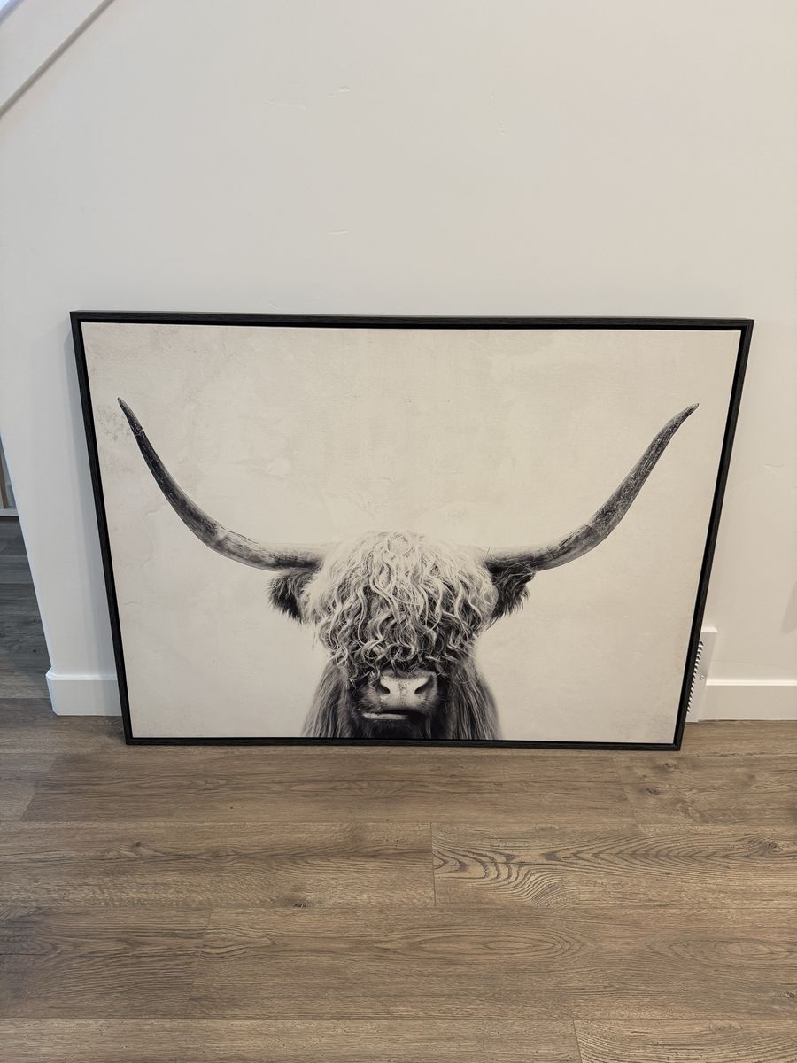 Long Horn Bull Picture