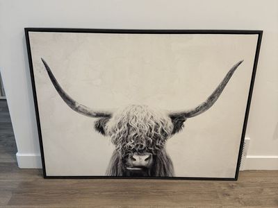 Long Horn Bull Picture