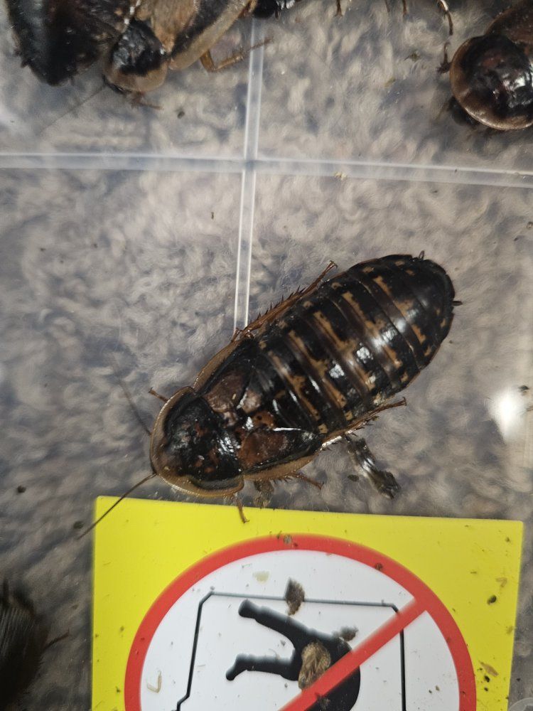 Dubia roach starter colony
