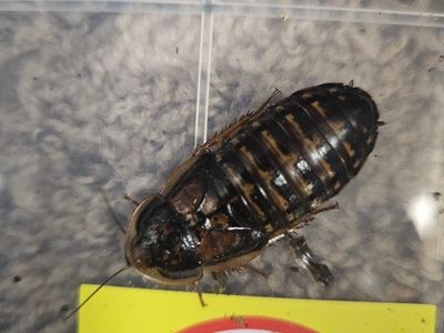 Dubia roach starter colony