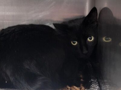 Hello my name is Reno