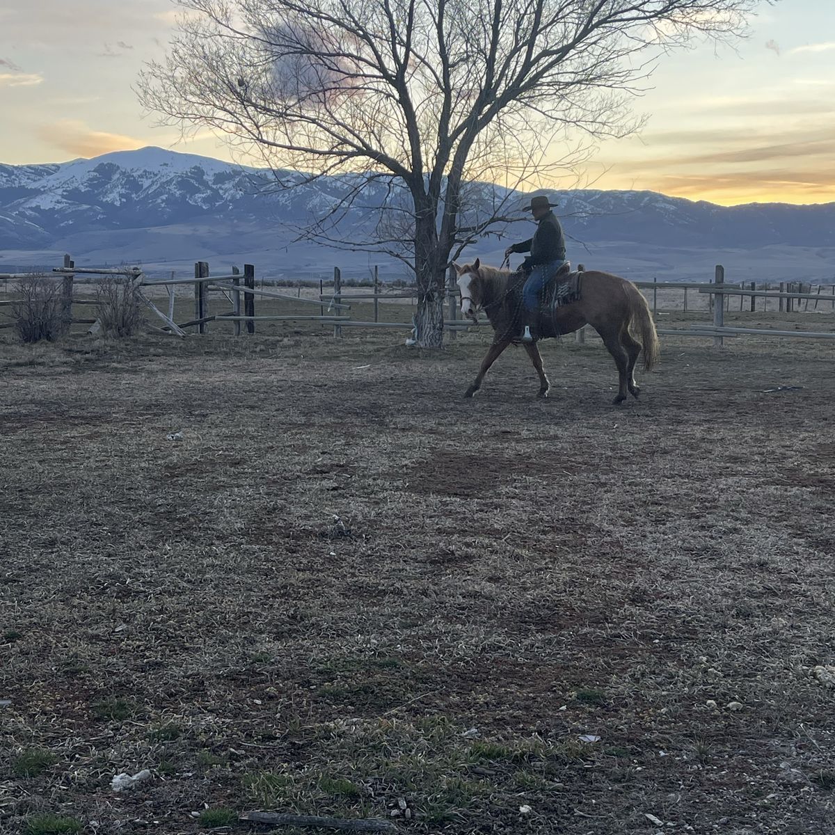 Grade Coming 3 Yr Old Mare