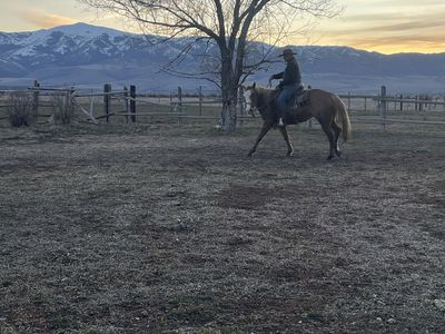 Grade Coming 3 Yr Old Mare