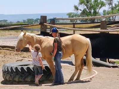 2023 Champagne Gelding.