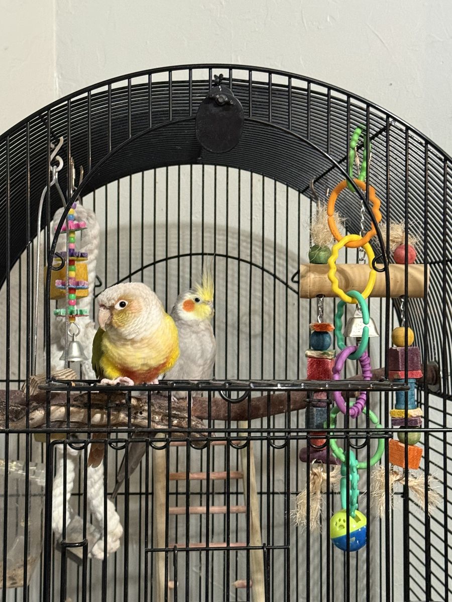 Pineapple Conure and Cockatiel