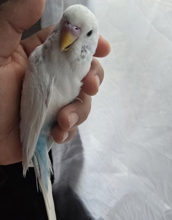Parakeet