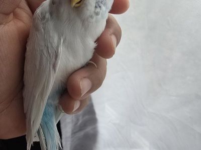 Parakeet