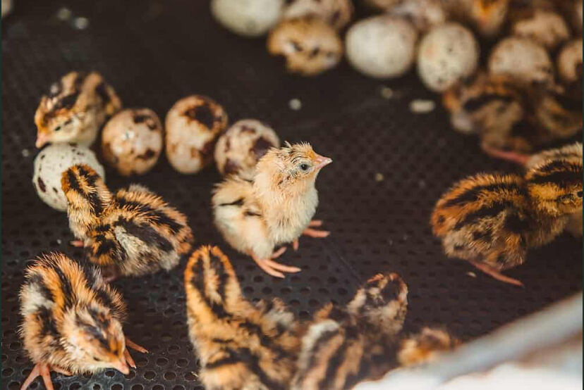 Coturnix quail chicks (hatching Saturday)