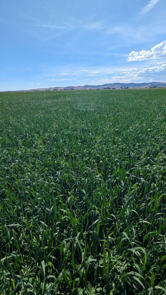 Oat Hay