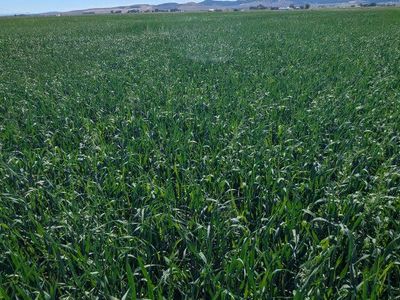 Oat Hay