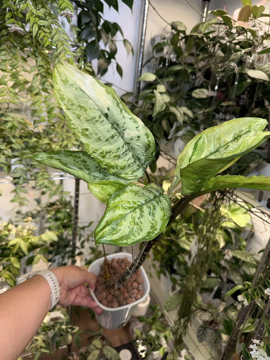 Aglaonema Manila’s Pride - Plant