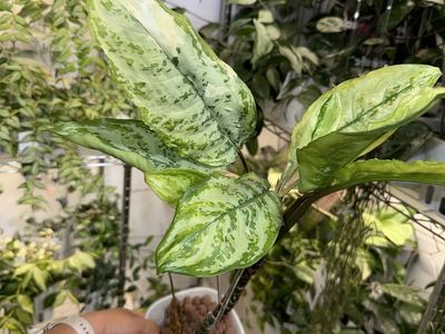 Aglaonema Manila’s Pride - Plant