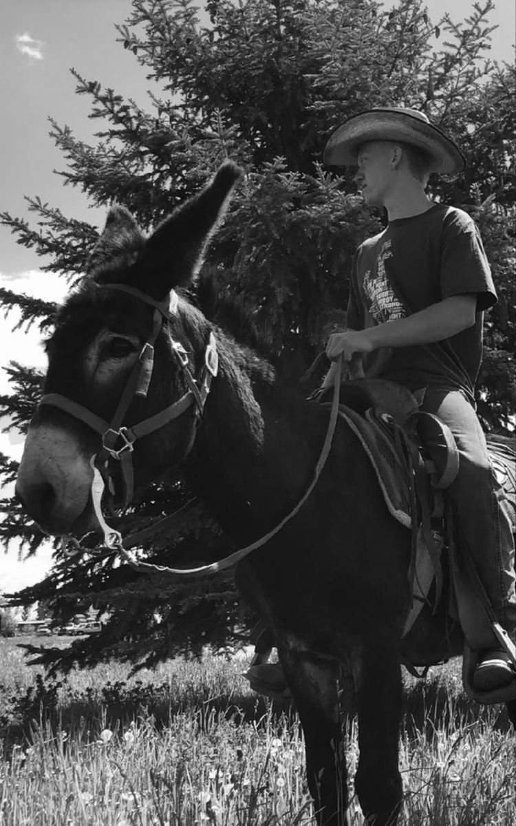 Black Jack Donkey