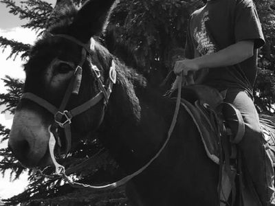 Black Jack Donkey