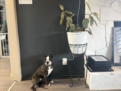 Boston Terrier Stud Only