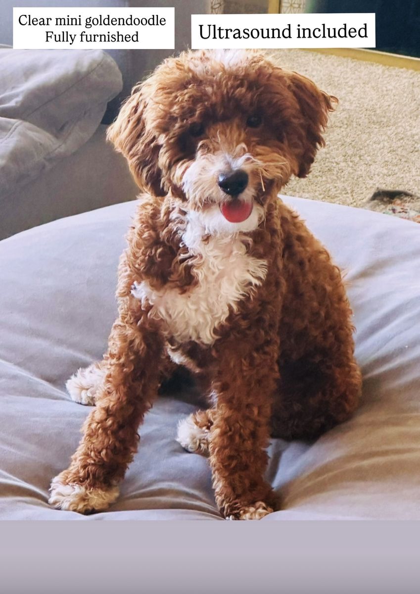Intense Red Mini Goldendoodle Stud With Tuxedo. Proven Stud