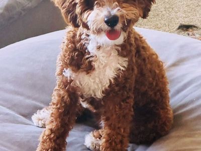 Intense Red Mini Goldendoodle Stud With Tuxedo. Proven Stud