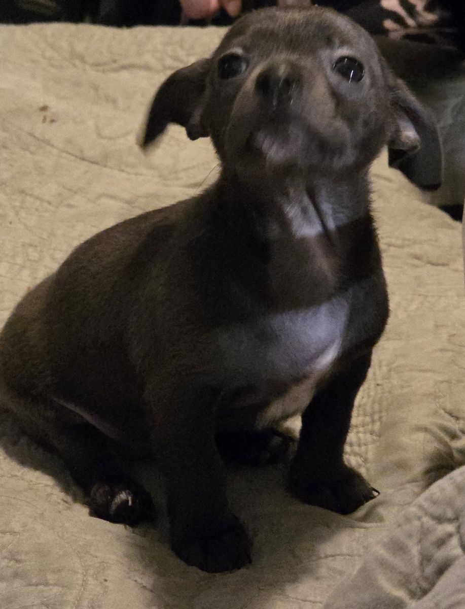 Chihuahua Puppies 8 wks